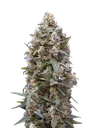 00 Kush | PHOTOFEM | 00 Seeds