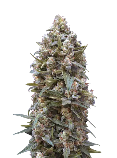 00 Kush | PHOTOFEM | 00 Seeds