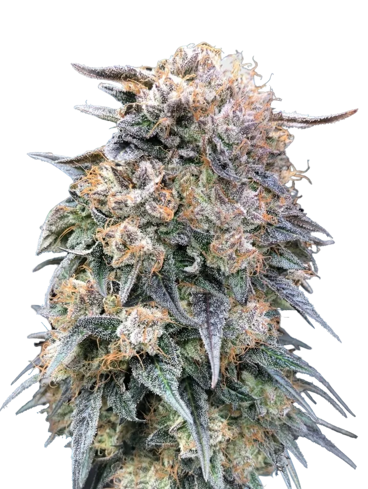00 Kush FAST | PHOTOFEM | 00 Seeds