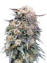 00 Kush FAST | PHOTOFEM | 00 Seeds