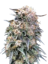 00 Kush FAST | PHOTOFEM | 00 Seeds