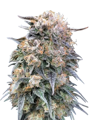 00 Kush FAST | PHOTOFEM | 00 Seeds