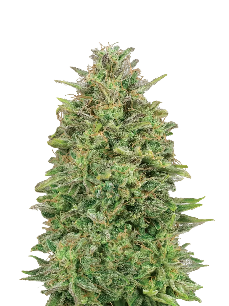 00 Skunk | PHOTOFEM | 00 Seeds