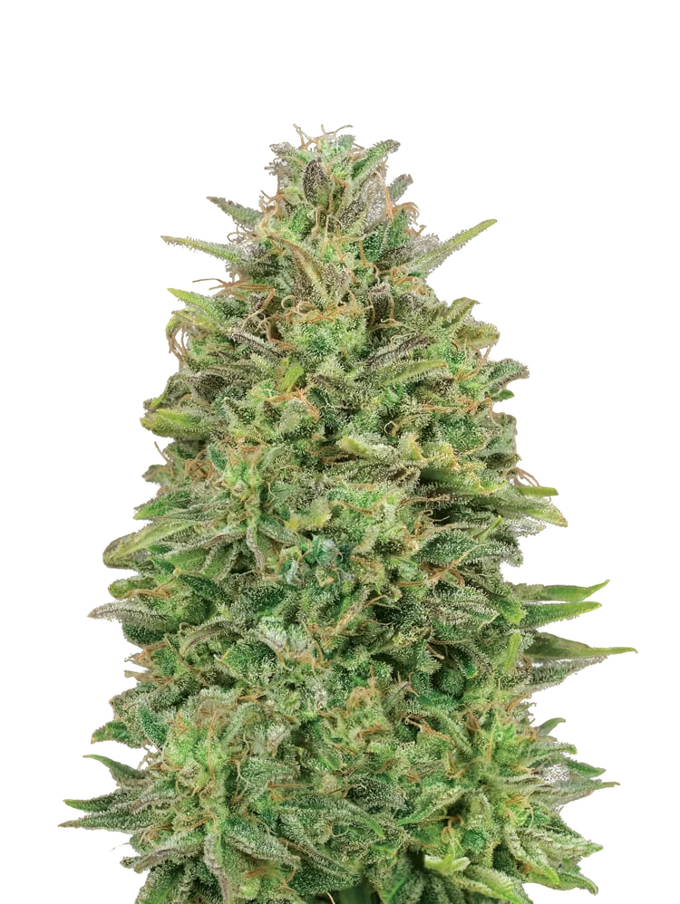 00 Skunk | PHOTOFEM | 00 Seeds