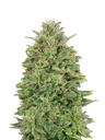 00 Skunk | PHOTOFEM | 00 Seeds