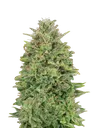 00 Skunk | PHOTOFEM | 00 Seeds