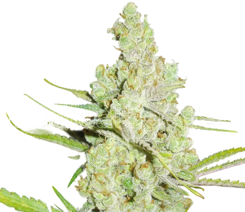 1024 | PHOTOFEM | Medical Seeds