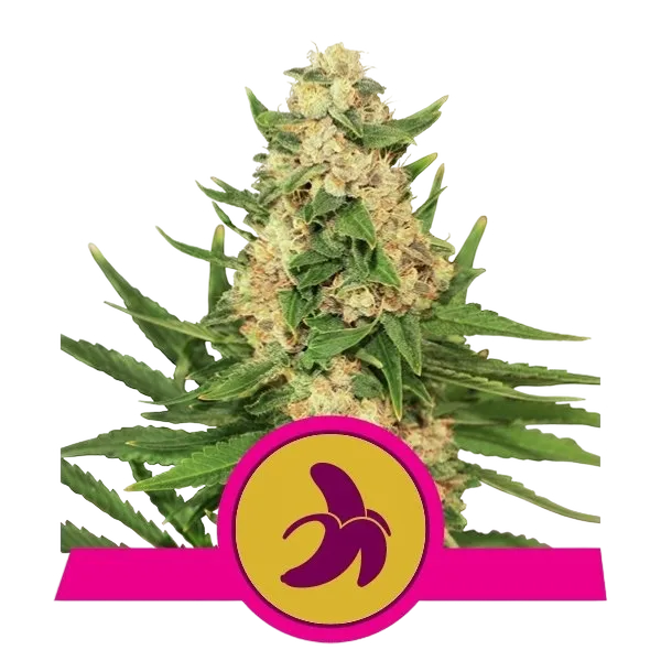 Fat Banana | PHOTOFEM | Royal Queen Seeds