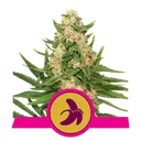 Fat Banana | PHOTOFEM | Royal Queen Seeds