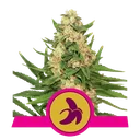 Fat Banana | PHOTOFEM | Royal Queen Seeds