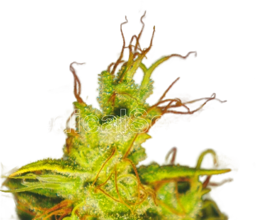 2046 | PHOTOFEM | Medical Seeds