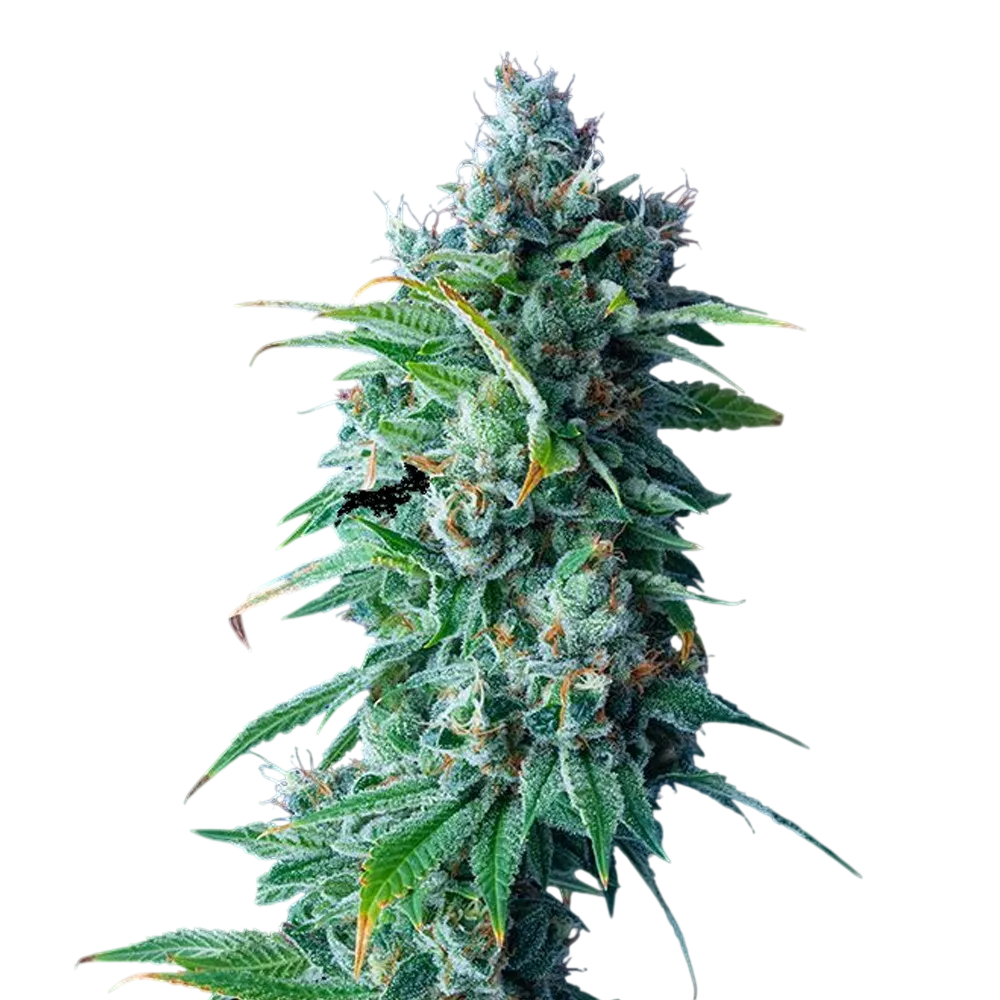 24K Gold | PHOTOFEM | DNA Genetics