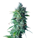 24K Gold | PHOTOFEM | DNA Genetics