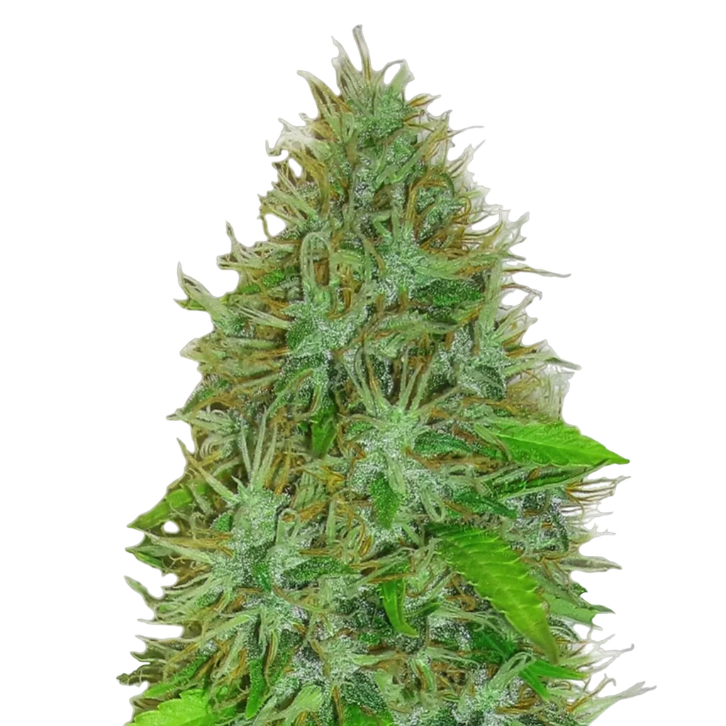 2 Fast 2 Vast Auto | AUTOFEM | Heavyweight Seeds