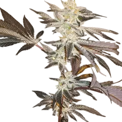 33rd Degree | PHOTOFEM | In House Genetics
