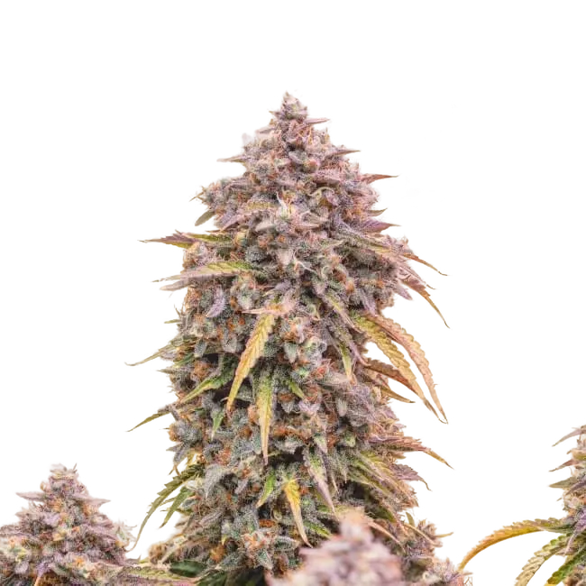 3 Bears OG Auto | AUTOFEM | Mephisto Genetics