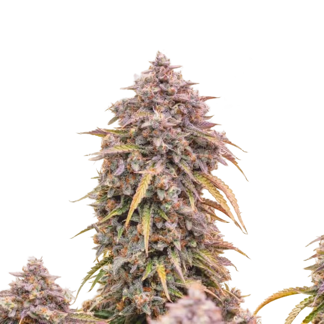 3 Bears OG Auto | AUTOFEM | Mephisto Genetics