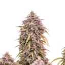 3 Bears OG Auto | AUTOFEM | Mephisto Genetics