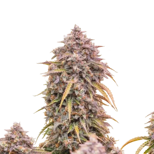 3 Bears OG Auto