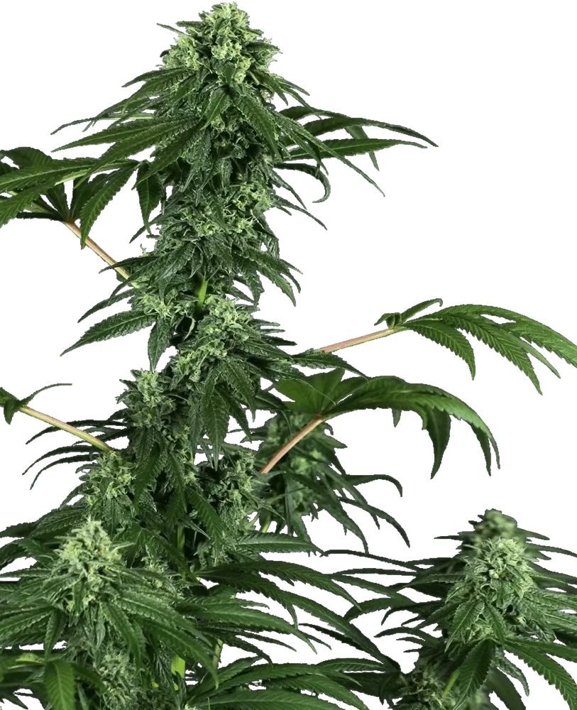 420 Punch | PHOTOFEM | Sensi Seeds