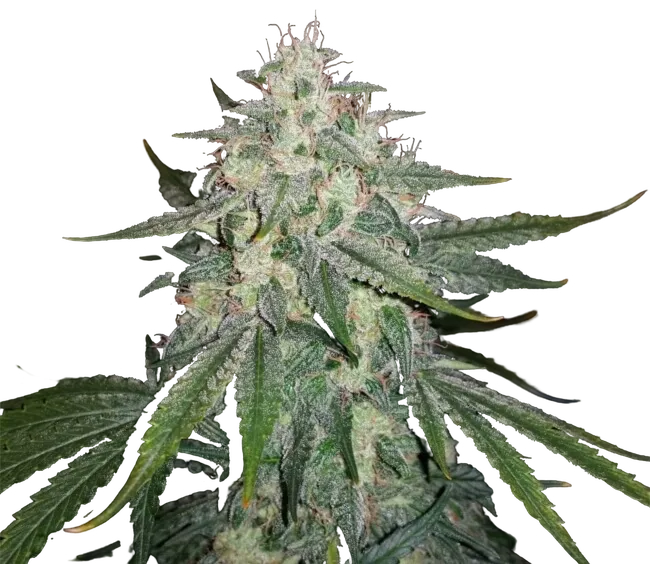 4 Assed Monkey Auto | AUTOFEM | Mephisto Genetics