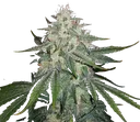 4 Assed Monkey Auto | AUTOFEM | Mephisto Genetics