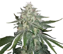 4 Assed Monkey Auto | AUTOFEM | Mephisto Genetics