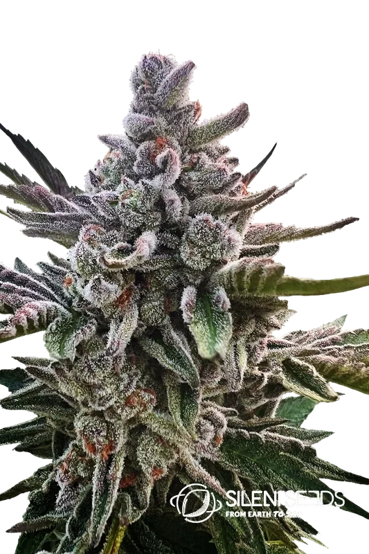 Acai Jelly | PHOTOFEM | Silent Seeds