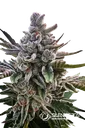 Acai Jelly | PHOTOFEM | Silent Seeds
