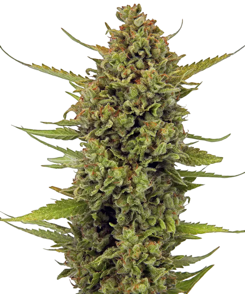Acapulco Gold | PHOTOFEM | Barneys Farm