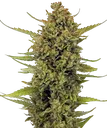 Acapulco Gold | PHOTOFEM | Barneys Farm