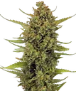 Acapulco Gold | PHOTOFEM | Barneys Farm