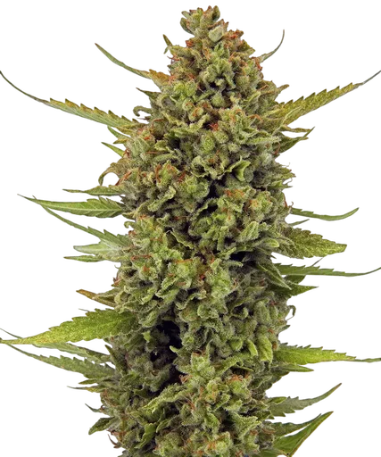 Acapulco Gold