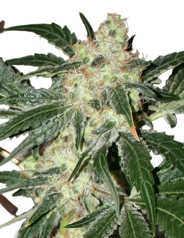 Acid | PHOTOFEM | Paradise Seeds