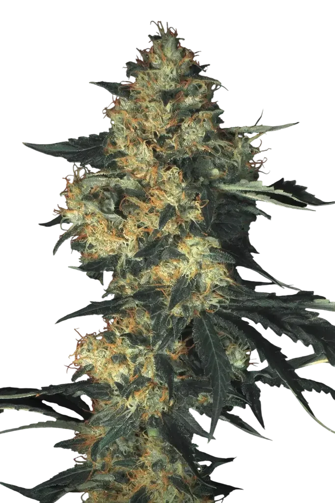Acid | PHOTOFEM | Paradise Seeds