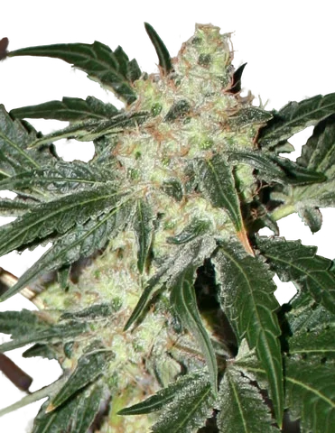 Acid