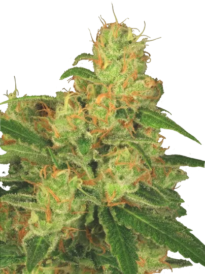 Acid Auto | AUTOFEM | Paradise Seeds