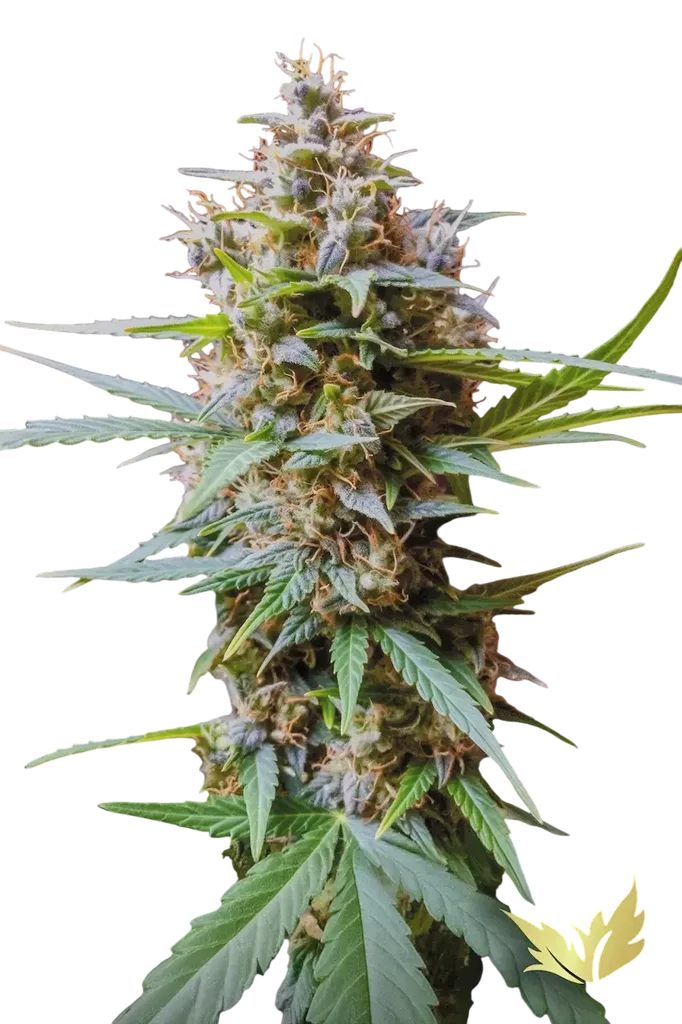 Acid Auto | AUTOFEM | Paradise Seeds