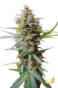 Acid Auto | AUTOFEM | Paradise Seeds