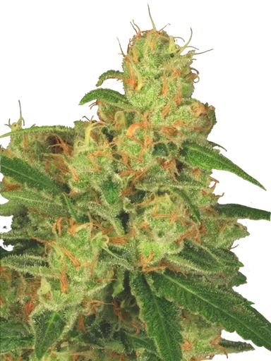 Acid Auto