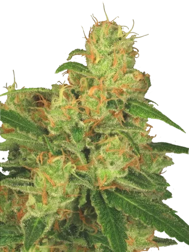 Acid Auto