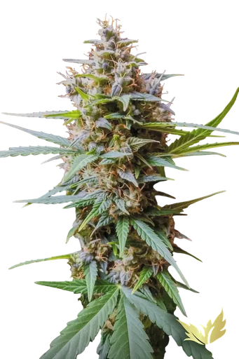 Acid Auto