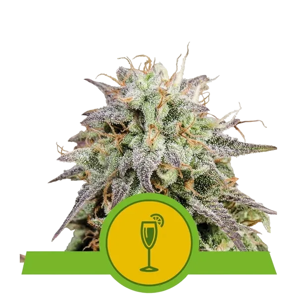 Mimosa Auto | AUTOFEM | Royal Queen Seeds