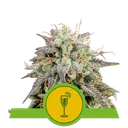 Mimosa Auto | AUTOFEM | Royal Queen Seeds
