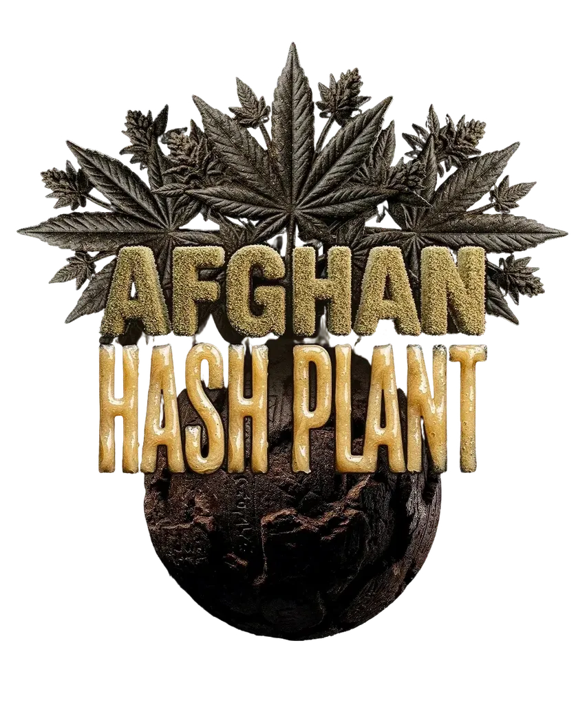Afghan Hash Plant | PHOTOREG | Barneys Farm