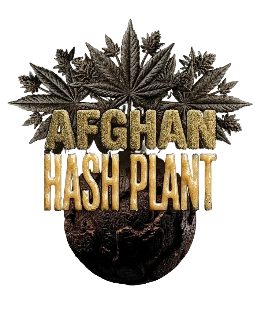 Afghan Hash Plant | PHOTOREG | Barneys Farm