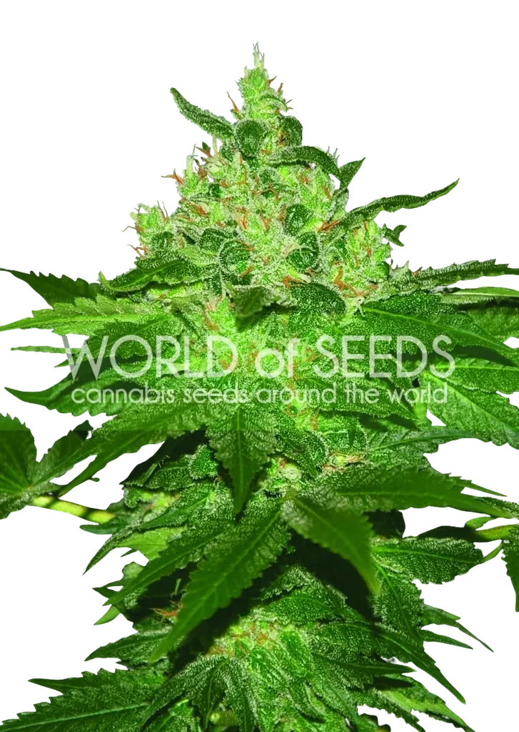 Afghan Kush | PHOTOFEM | World of Seeds