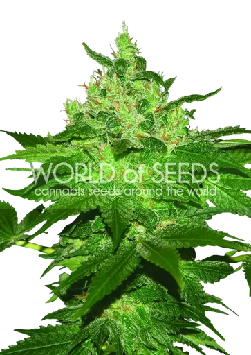 Afghan Kush