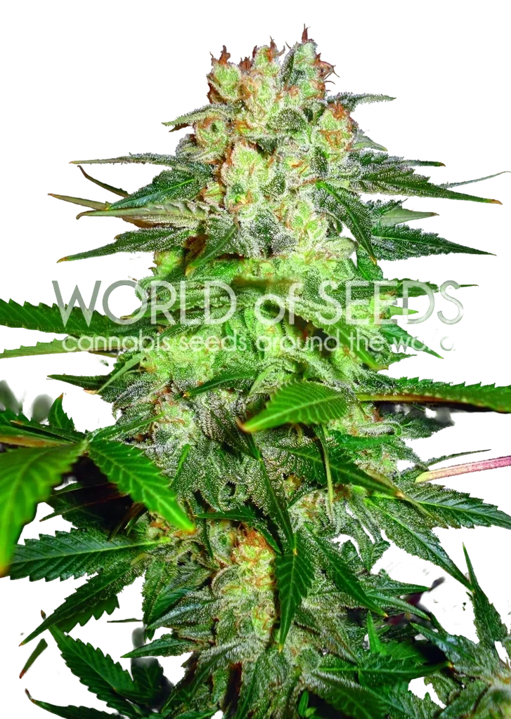 Afghan Kush Ryder Auto | AUTOFEM | World of Seeds