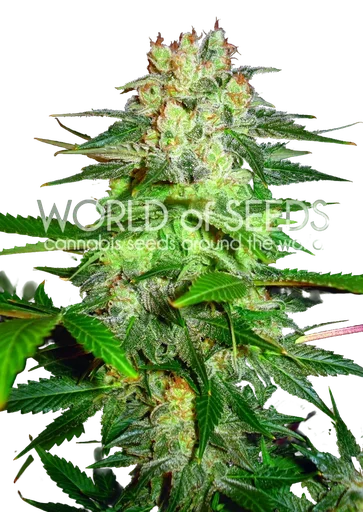Afghan Kush Ryder Auto